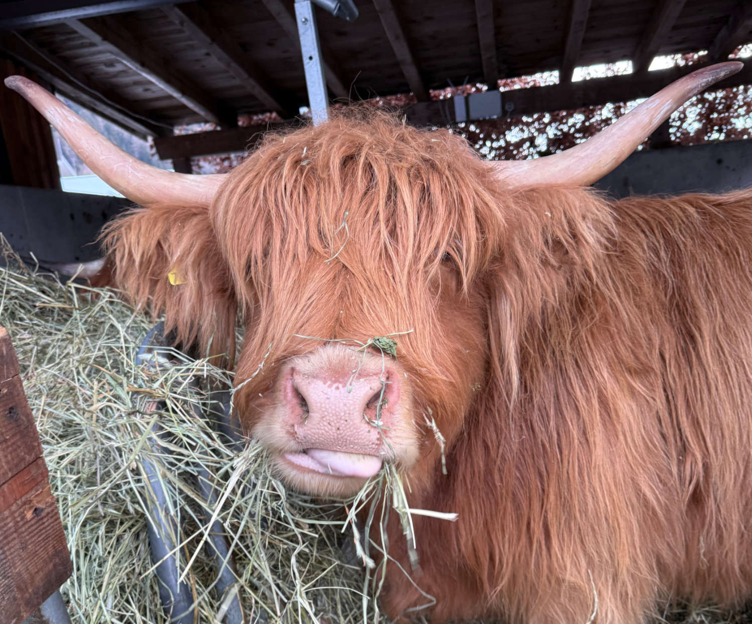 mesnerhof_vals-tiere_am_hof